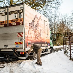 Transport samic pižmoně grónského Transport samic pižmoně grónského