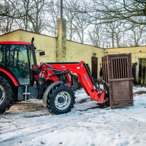 Transport samic pižmoně grónského Transport samic pižmoně grónského