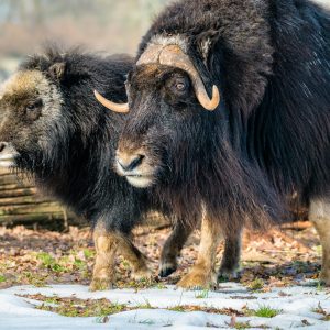 Freya a Ikkuma – samice pižmoně grónského Freya a Ikkuma – samice pižmoně grónského