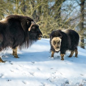 Ikkuma a Freya – samice pižmoně grónského Ikkuma a Freya – samice pižmoně grónského