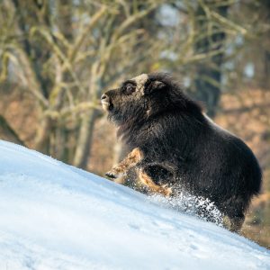 Freya – mládě pižmoně grónského Freya – mládě pižmoně grónského