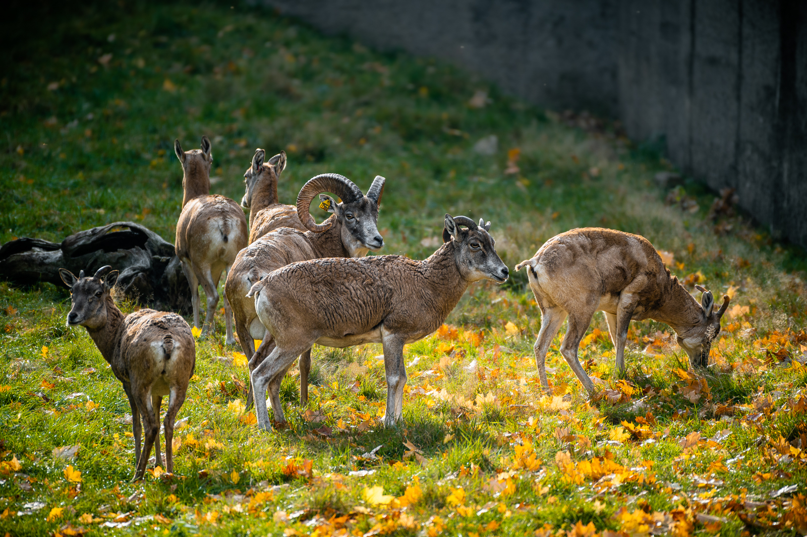 Urial kaspický